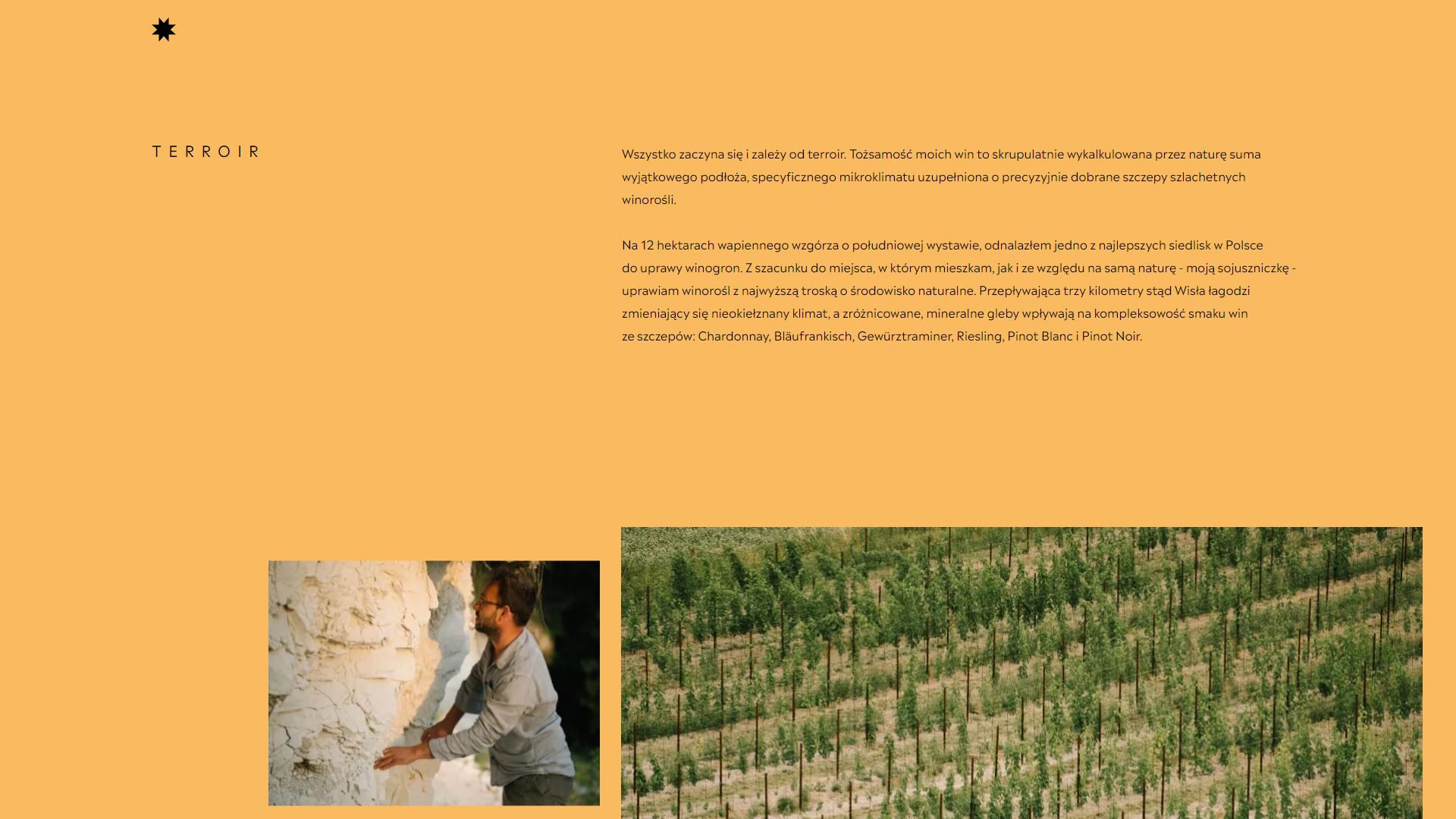 diseno-web-viñedo-wine-barczentewicz-06