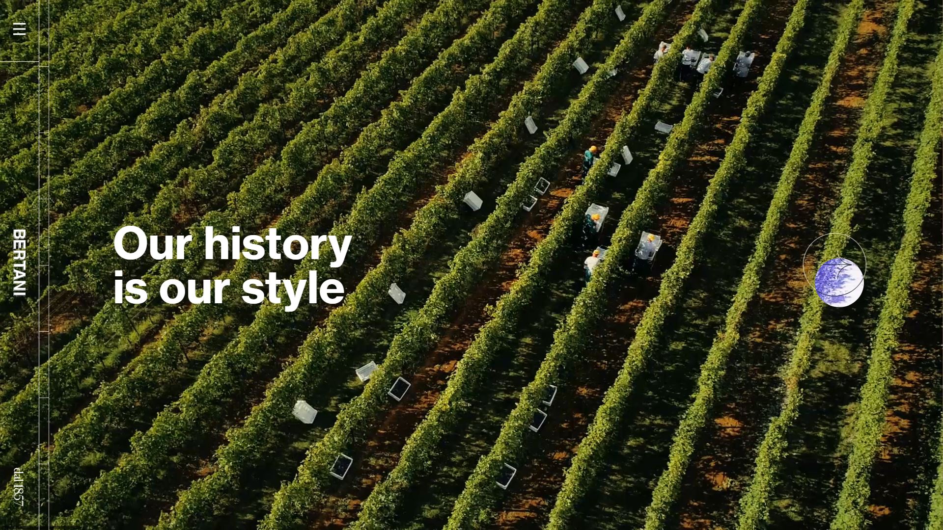 diseno-web-viñedo-wine-bertani-11